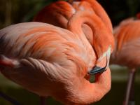 Flamingo Light�